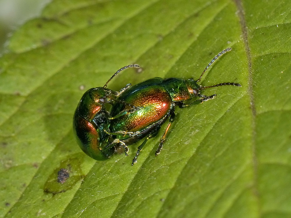 Chrysolina fastuosa